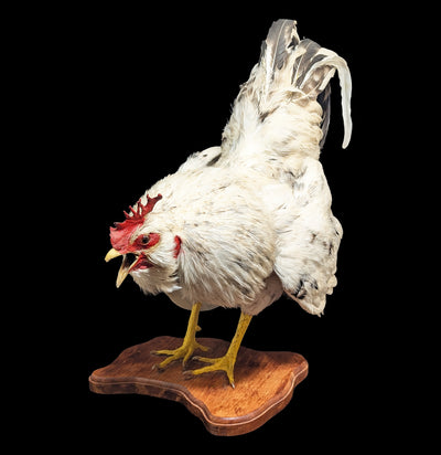 Standing White Rooster Taxidermy-Taxidermy-The Taxidermy Store-PaxtonGate