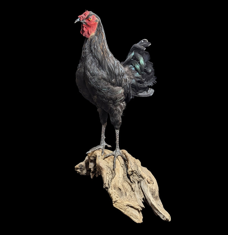 Black Rooster Taxidermy-Taxidermy-Geoffrey Vassallo-PaxtonGate