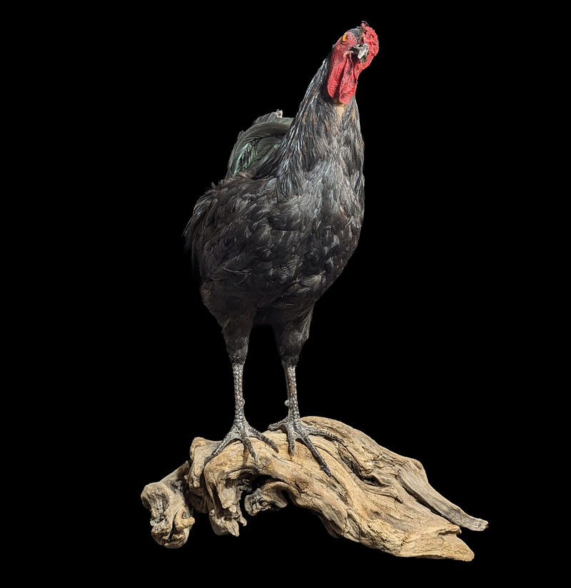 Black Rooster Taxidermy-Taxidermy-Geoffrey Vassallo-PaxtonGate