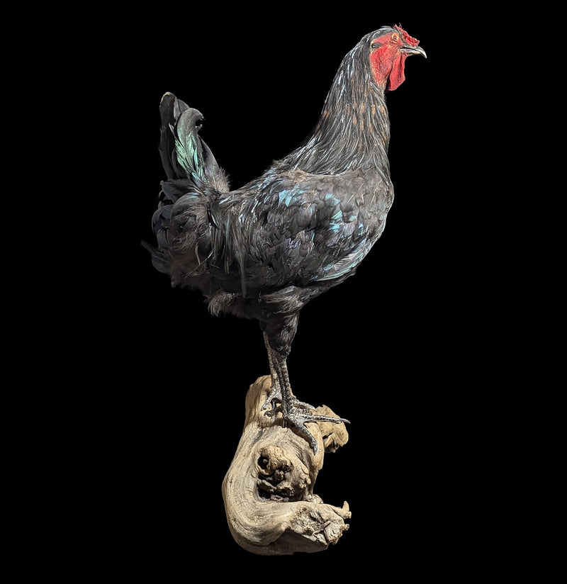Black Rooster Taxidermy-Taxidermy-Geoffrey Vassallo-PaxtonGate