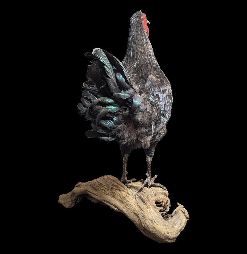 Black Rooster Taxidermy-Taxidermy-Geoffrey Vassallo-PaxtonGate