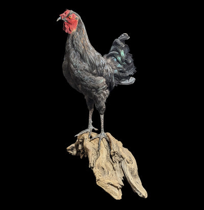 Black Rooster Taxidermy-Taxidermy-Geoffrey Vassallo-PaxtonGate