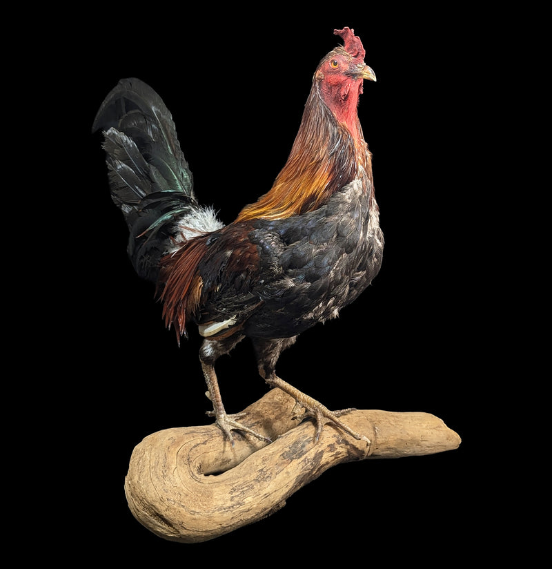 Scarlett Rooster Taxidermy-Taxidermy-Geoffrey Vassallo-PaxtonGate