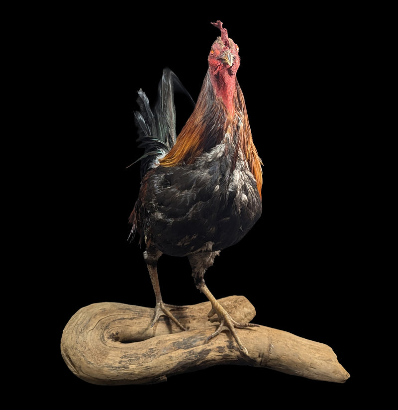Scarlett Rooster Taxidermy-Taxidermy-Geoffrey Vassallo-PaxtonGate