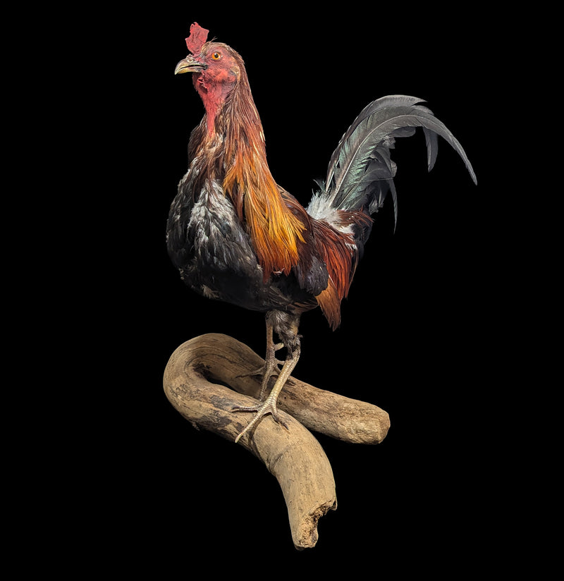 Scarlett Rooster Taxidermy-Taxidermy-Geoffrey Vassallo-PaxtonGate