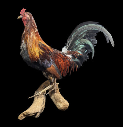 Scarlett Rooster Taxidermy-Taxidermy-Geoffrey Vassallo-PaxtonGate