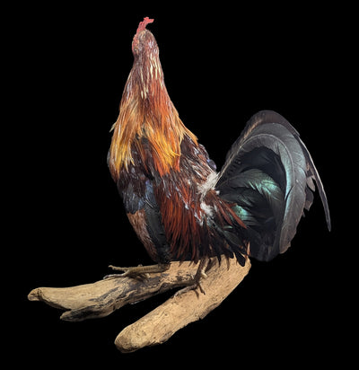 Scarlett Rooster Taxidermy-Taxidermy-Geoffrey Vassallo-PaxtonGate