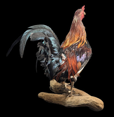 Scarlett Rooster Taxidermy-Taxidermy-Geoffrey Vassallo-PaxtonGate