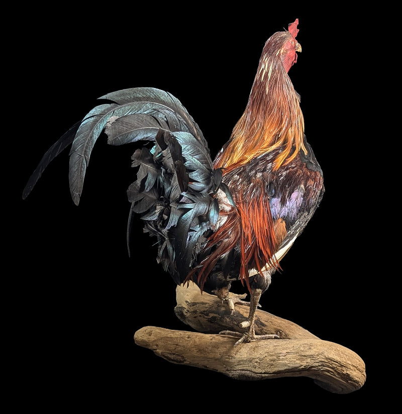 Scarlett Rooster Taxidermy-Taxidermy-Geoffrey Vassallo-PaxtonGate