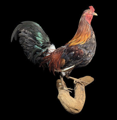 Scarlett Rooster Taxidermy-Taxidermy-Geoffrey Vassallo-PaxtonGate