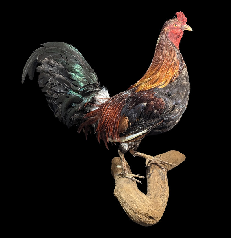 Scarlett Rooster Taxidermy-Taxidermy-Geoffrey Vassallo-PaxtonGate