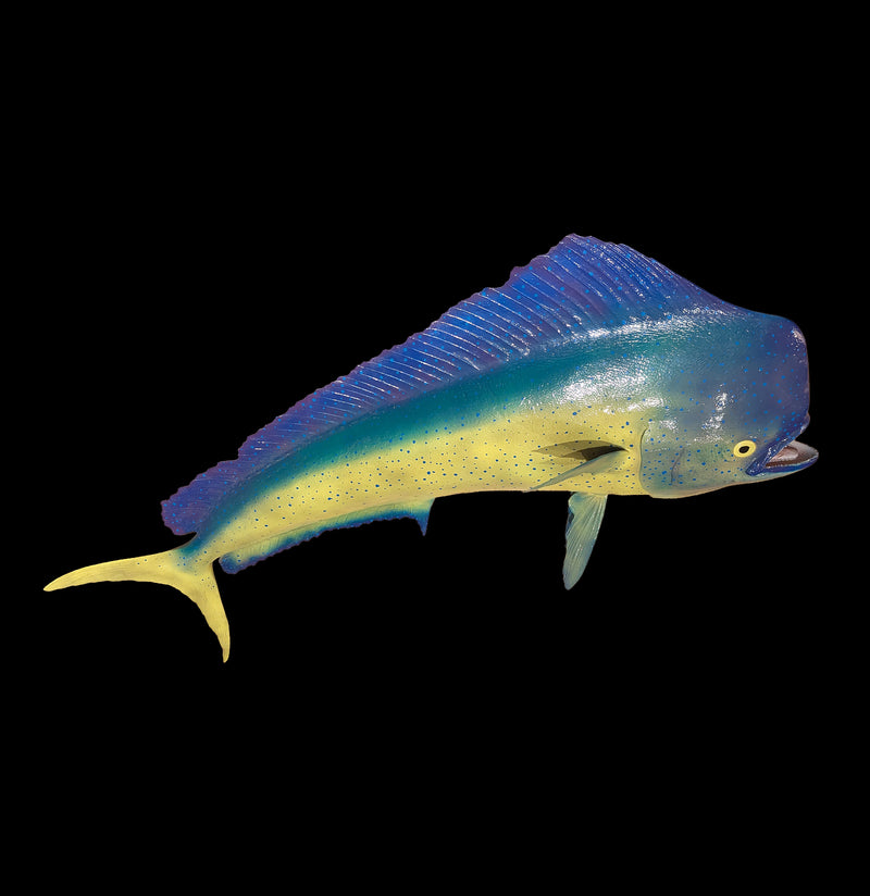 Dorado Taxidermy-Taxidermy-Geoffrey Vassallo-PaxtonGate