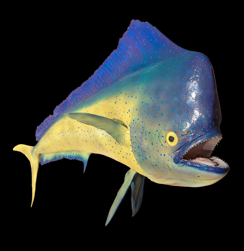 Dorado Taxidermy-Taxidermy-Geoffrey Vassallo-PaxtonGate