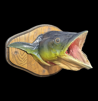 Mackerel Taxidermy Head Mount-Taxidermy-The Taxidermy Store-PaxtonGate
