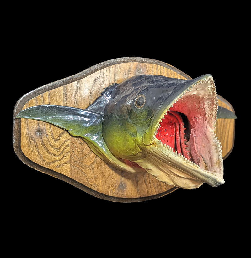 Mackerel Taxidermy Head Mount-Taxidermy-The Taxidermy Store-PaxtonGate