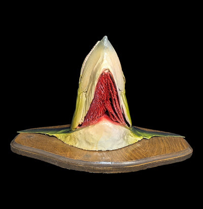Mackerel Taxidermy Head Mount-Taxidermy-The Taxidermy Store-PaxtonGate