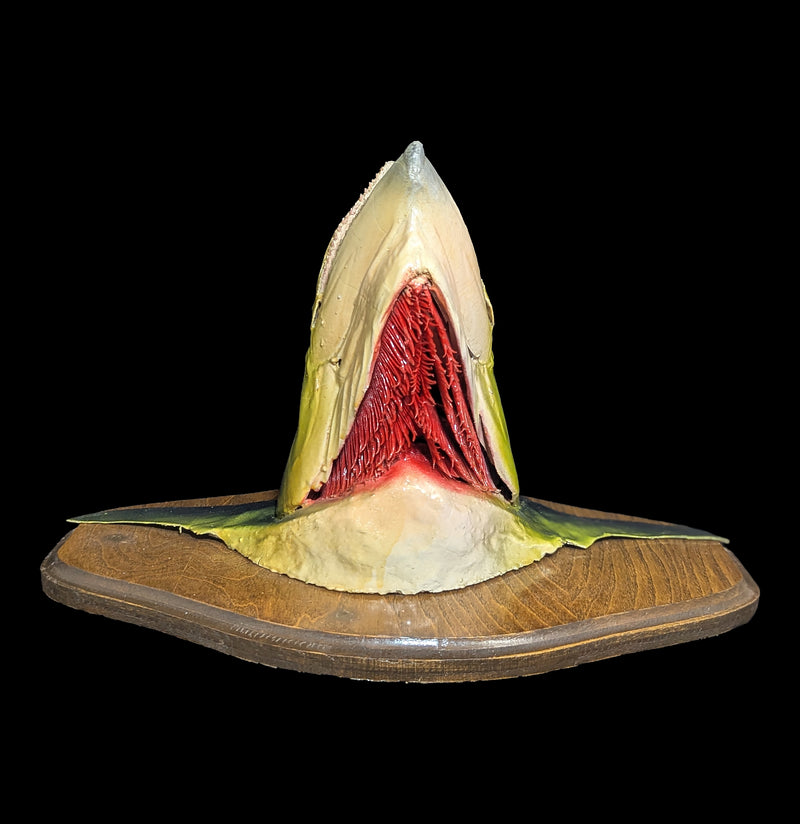Mackerel Taxidermy Head Mount-Taxidermy-The Taxidermy Store-PaxtonGate