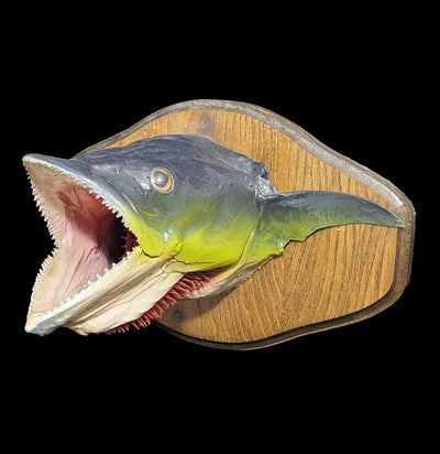 Mackerel Taxidermy Head Mount-Taxidermy-The Taxidermy Store-PaxtonGate