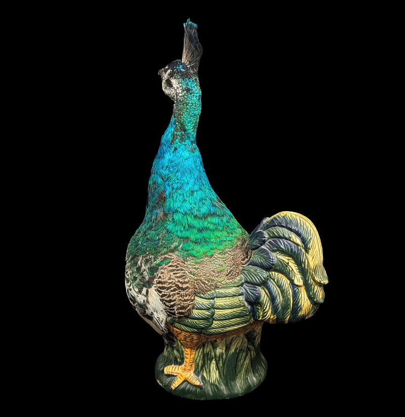 Peafowl Cookie Jar Taxidermy-Taxidermy-Geoffrey Vassallo-PaxtonGate