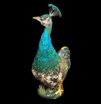 Peafowl Cookie Jar Taxidermy-Taxidermy-Geoffrey Vassallo-PaxtonGate