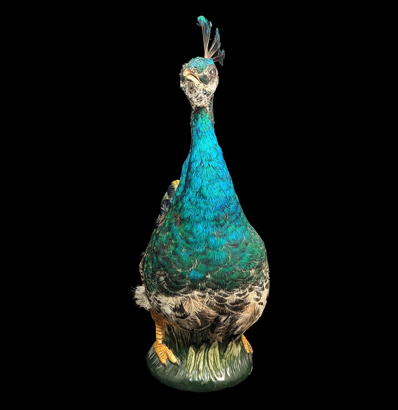 Peafowl Cookie Jar Taxidermy-Taxidermy-Geoffrey Vassallo-PaxtonGate