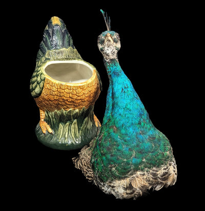 Peafowl Cookie Jar Taxidermy-Taxidermy-Geoffrey Vassallo-PaxtonGate