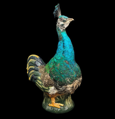 Peafowl Cookie Jar Taxidermy-Taxidermy-Geoffrey Vassallo-PaxtonGate