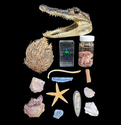 Paxton Gate's Treasure Box-Treasure Box-Paxton Gate-PaxtonGate