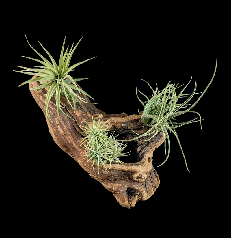 Mounted Tillandsia On Grape Wood-Till&Bromo-Rainforest Flora Inc.-PaxtonGate