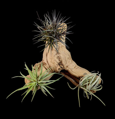 Mounted Tillandsia On Grape Wood-Till&Bromo-Rainforest Flora Inc.-PaxtonGate