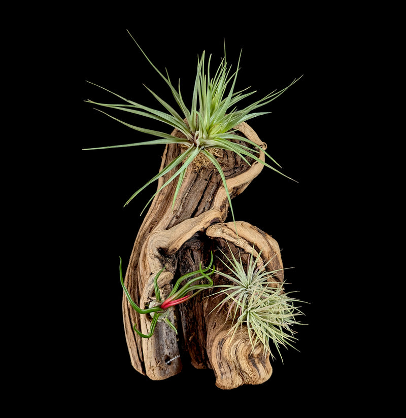 Mounted Tillandsia On Grape Wood-Till&Bromo-Rainforest Flora Inc.-PaxtonGate