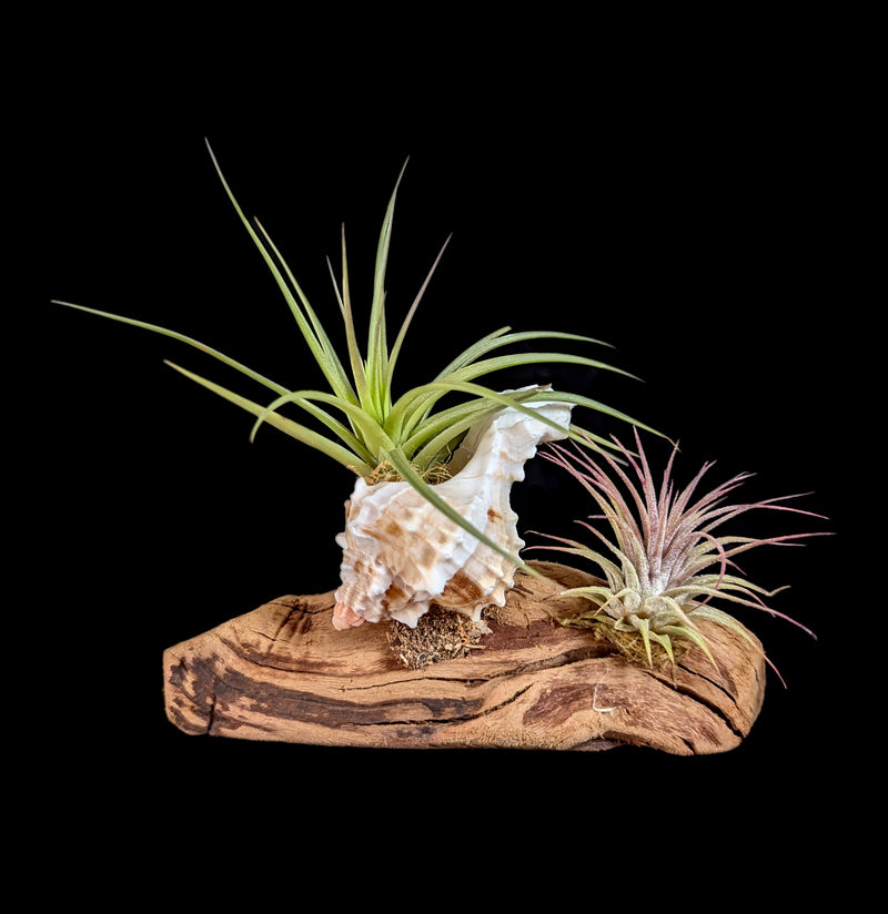 Mounted Tilly Sitting w/ Shell-PlntMisc-Rainforest Flora Inc.-PaxtonGate