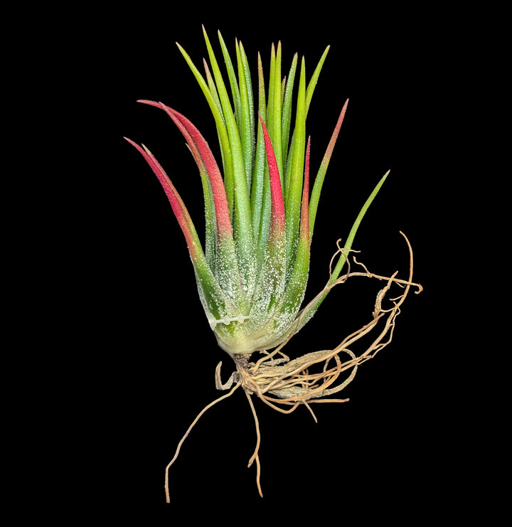 Tillandsia ionantha 
