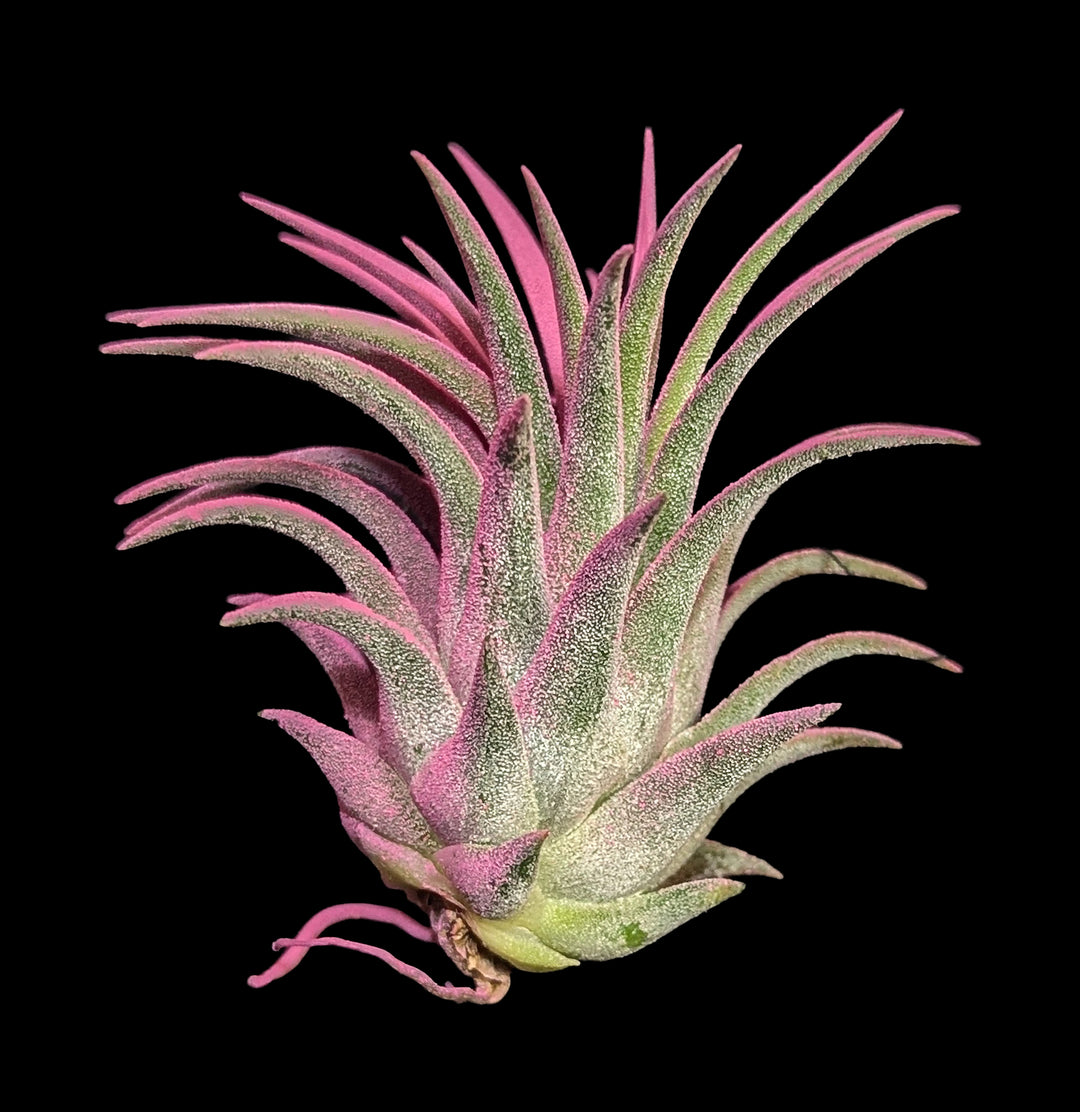 Tillandsia Raspberry Rubra For Sale | Paxton Gate