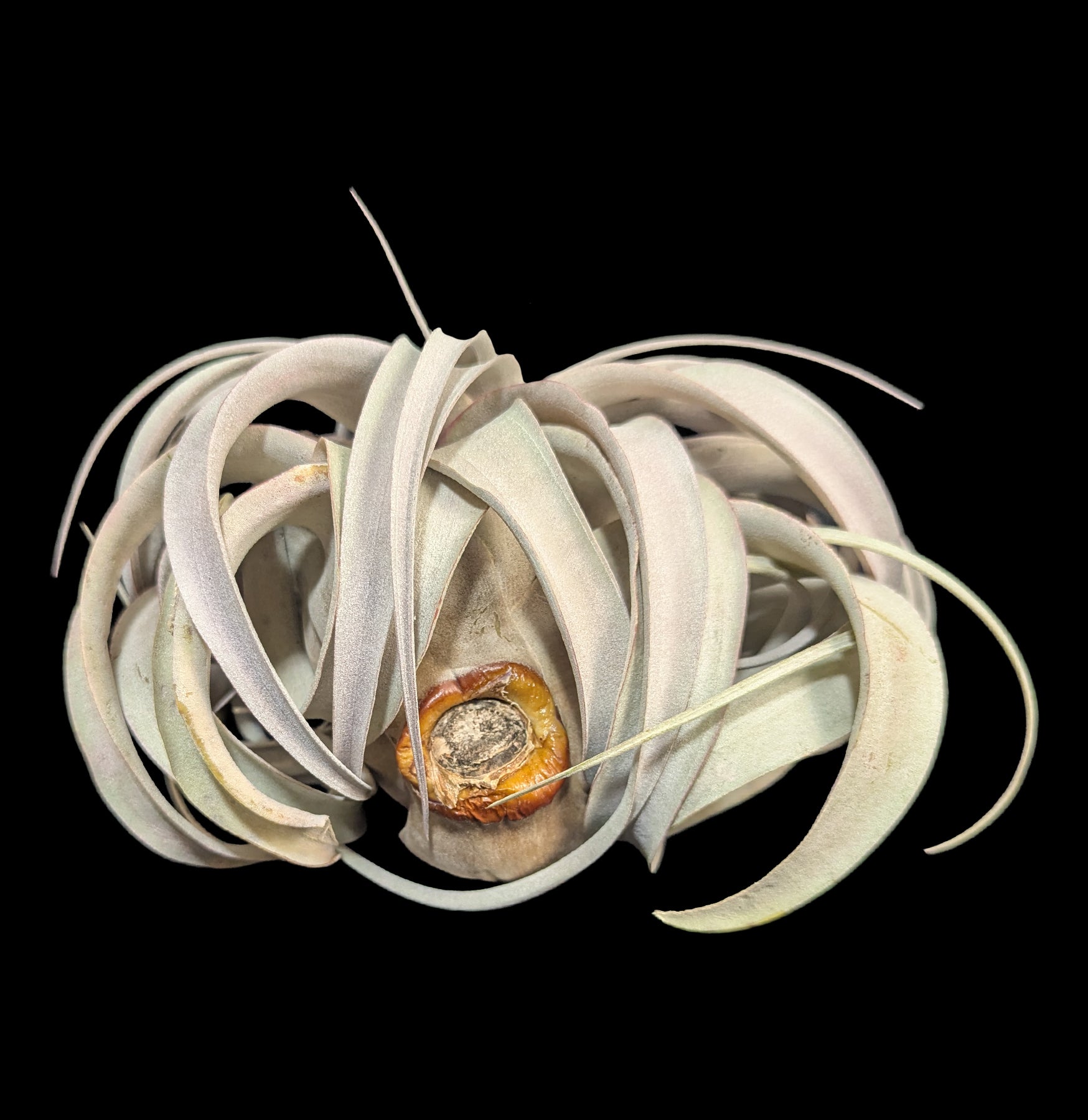 Tillandsia Xerographica For Sale | Paxton Gate