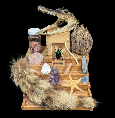 Paxton Gate's Treasure Box-Treasure Box-Paxton Gate-PaxtonGate