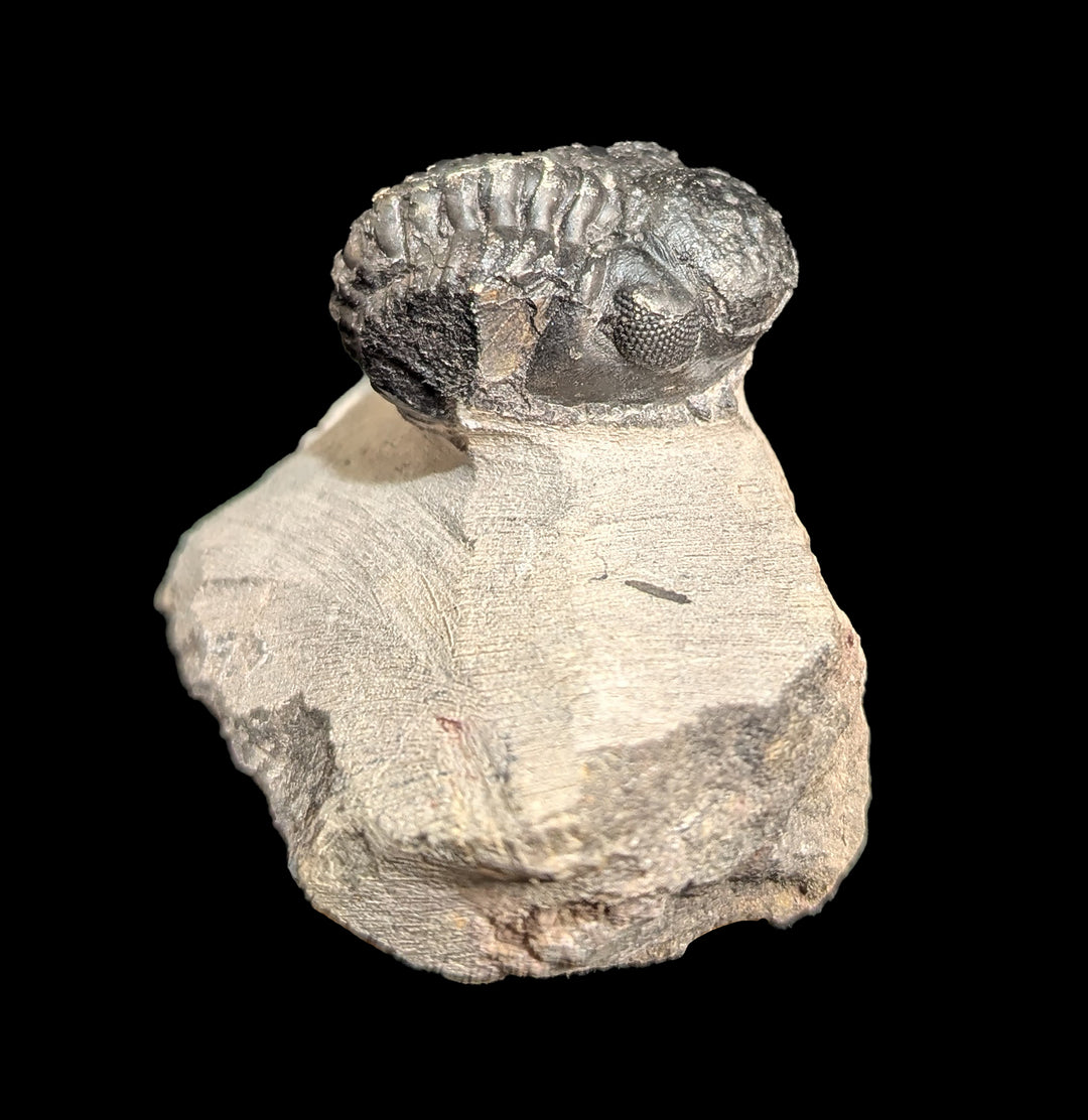Fossilized Trilobite Gerastos For Sale | Paxton Gate