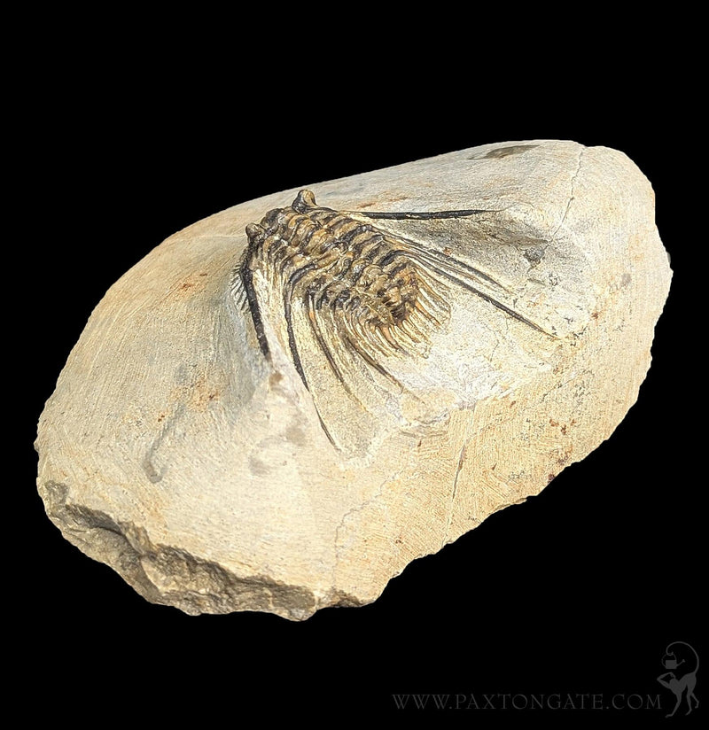 Leonaspis Trilobite fossil Specimen 1 – Paxton Gate
