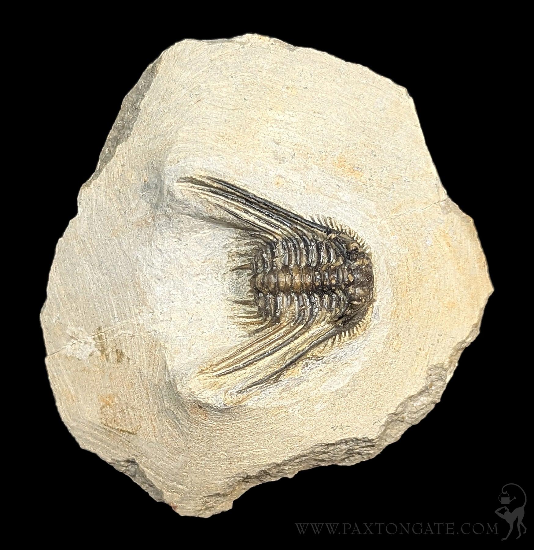 Leonaspis Trilobite fossil Specimen 2 – Paxton Gate
