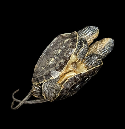 Conjoined Turtles-Taxidermy-Oddhub-PaxtonGate