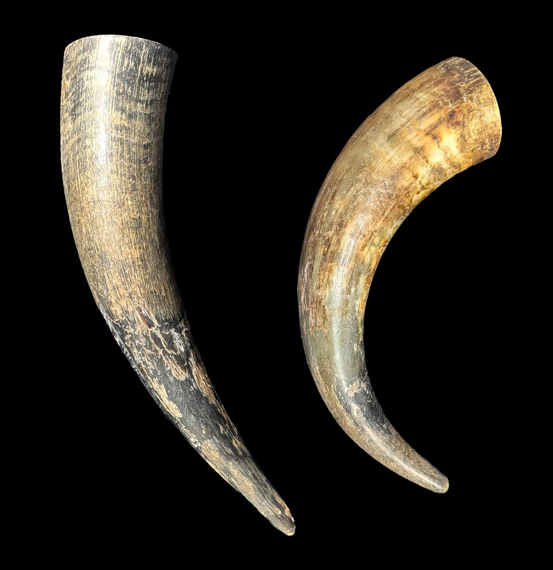 Water Buffalo Horn-Skulls & Bones-Black Bear Haversack-PaxtonGate