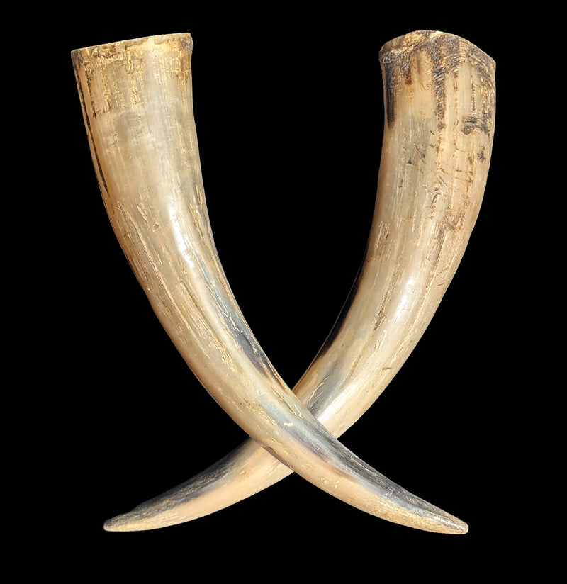 Water Buffalo Horn-Skulls & Bones-Black Bear Haversack-PaxtonGate