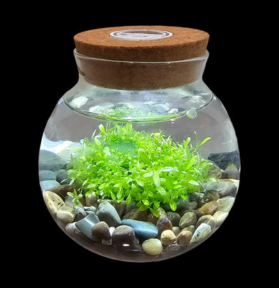 Waterplant Terrarium Kit-Plants-Silver Circle Productions-PaxtonGate