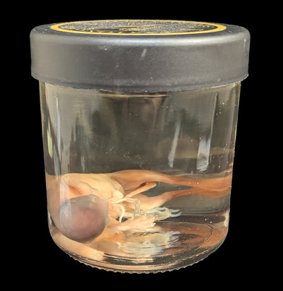 Fetal Kitten Wet Specimen-WetSpecimn-Courtney Parker-PaxtonGate