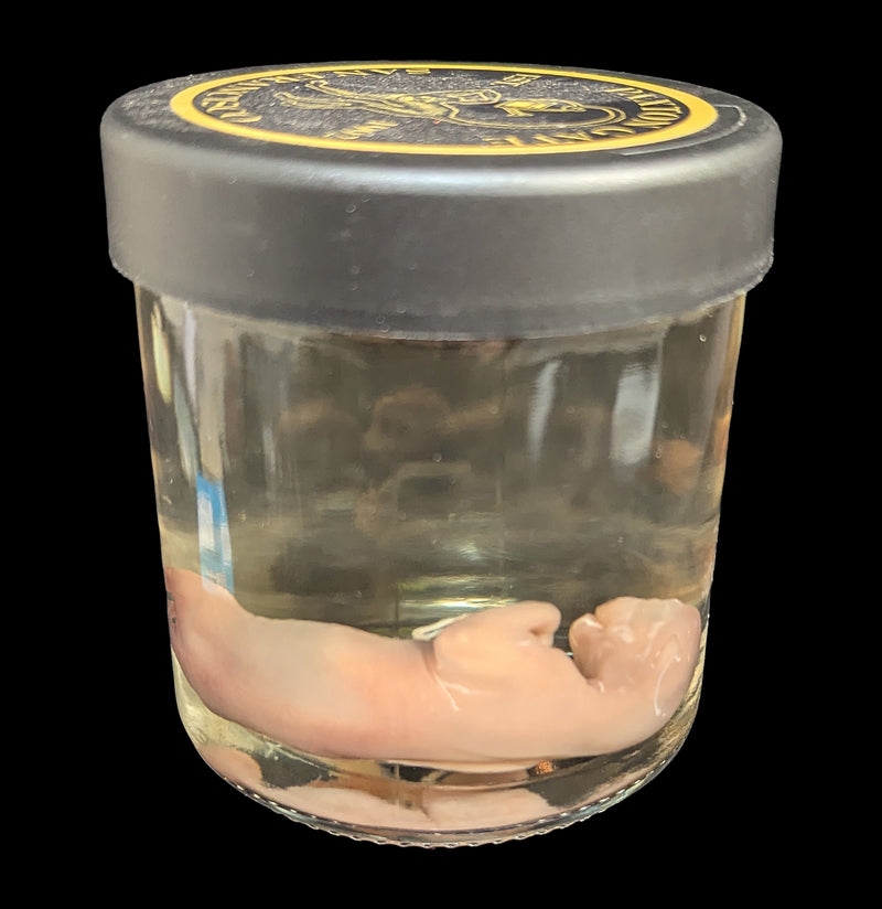 Fetal Kitten Wet Specimen-WetSpecimn-Courtney Parker-PaxtonGate