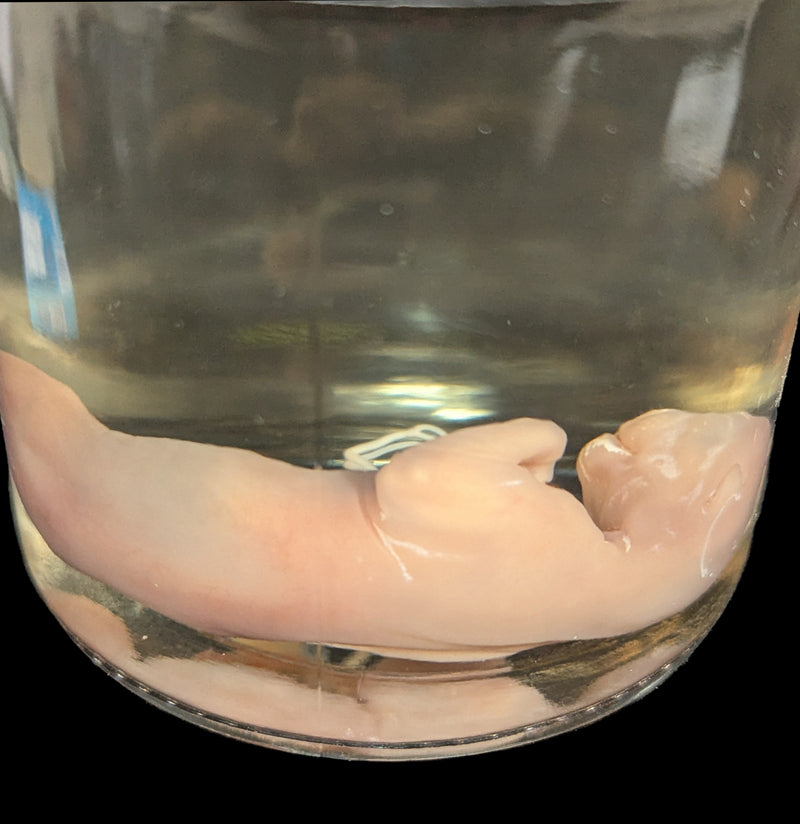 Fetal Kitten Wet Specimen-WetSpecimn-Courtney Parker-PaxtonGate