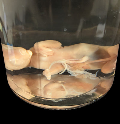 Fetal Kitten Wet Specimen-WetSpecimn-Courtney Parker-PaxtonGate