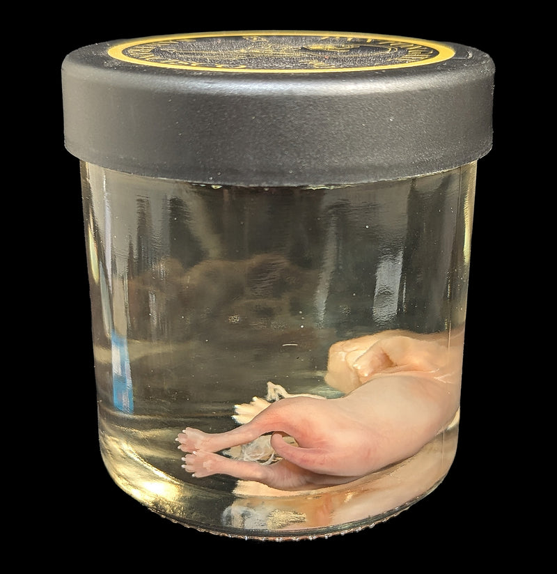 Fetal Kitten Wet Specimen-WetSpecimn-Courtney Parker-PaxtonGate