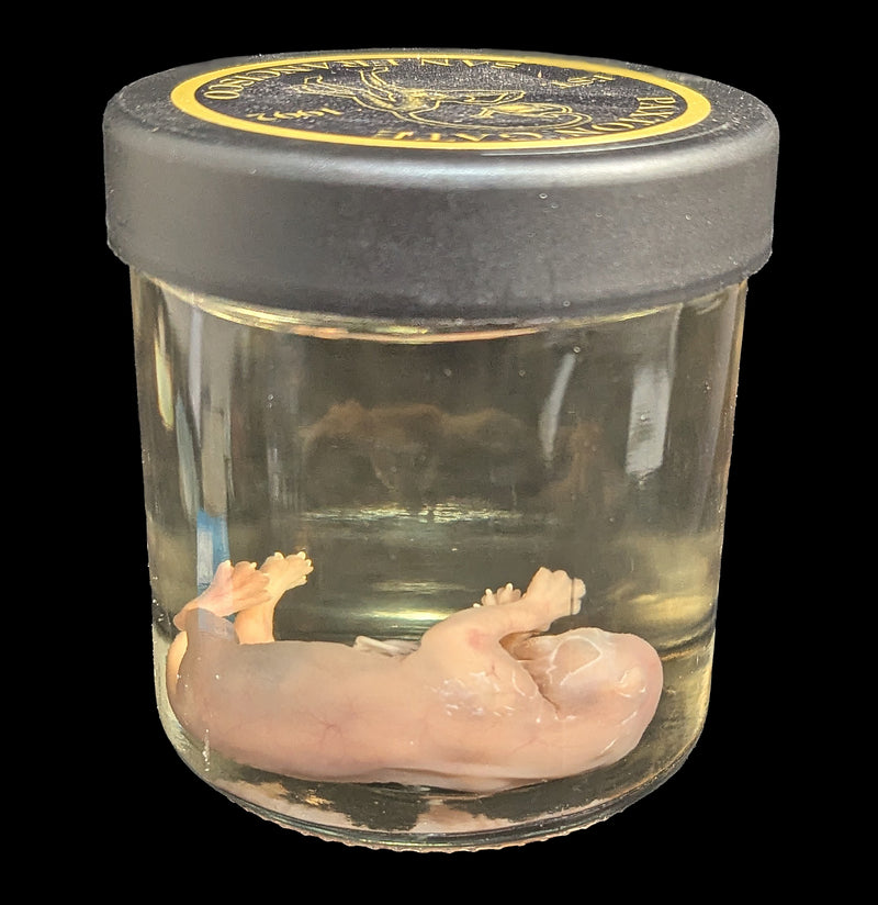 Fetal Kitten Wet Specimen-WetSpecimn-Courtney Parker-PaxtonGate