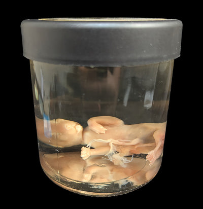 Fetal Kitten Wet Specimen-WetSpecimn-Courtney Parker-PaxtonGate